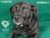 adoptable Dog in Stockton, CA named KIMBERLY