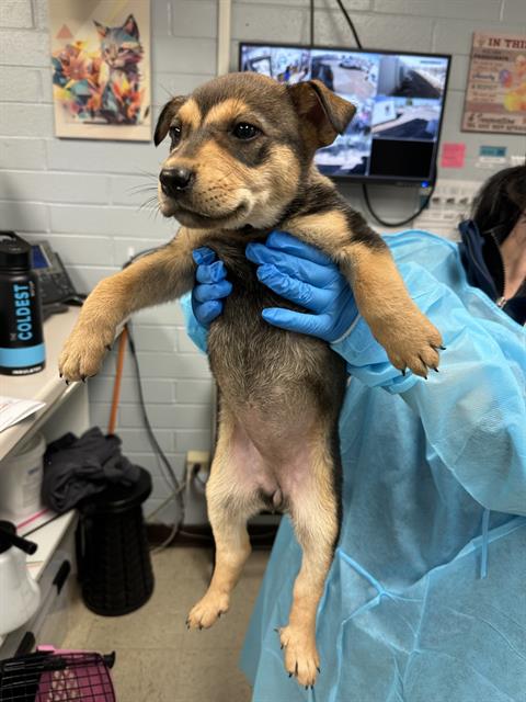 picture of the dog needing adoption
