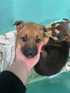 adoptable Dog in stockton, CA named A355127