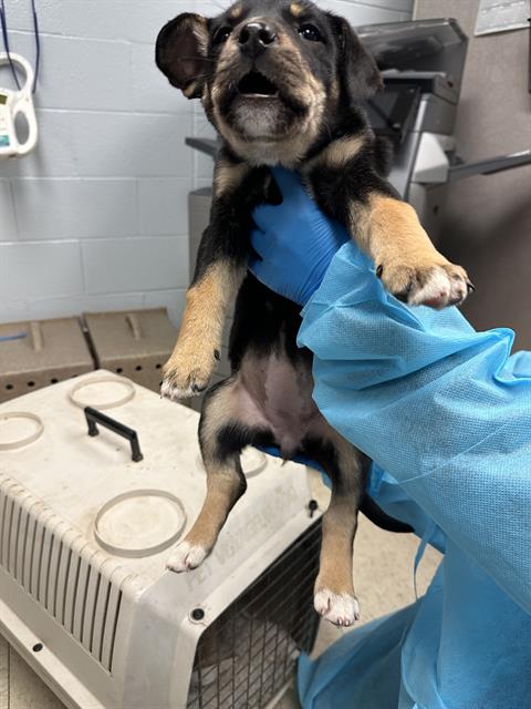 picture of the dog needing adoption