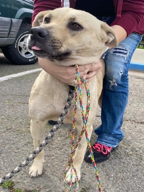 adoptable Dog in Stockton, CA named PRINCESSA