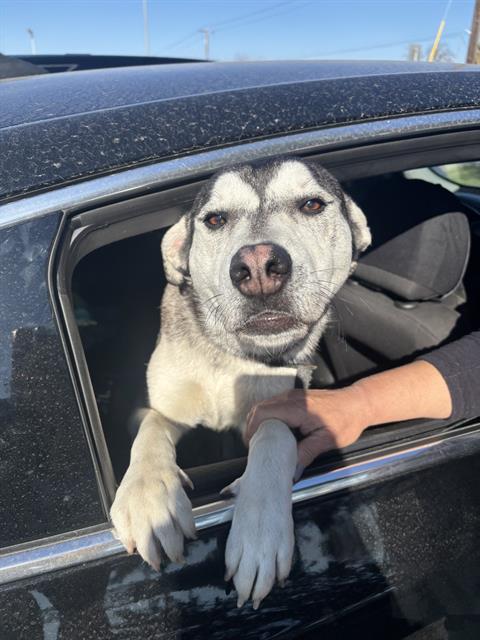 adoptable Dog in Stockton, CA named APRIL