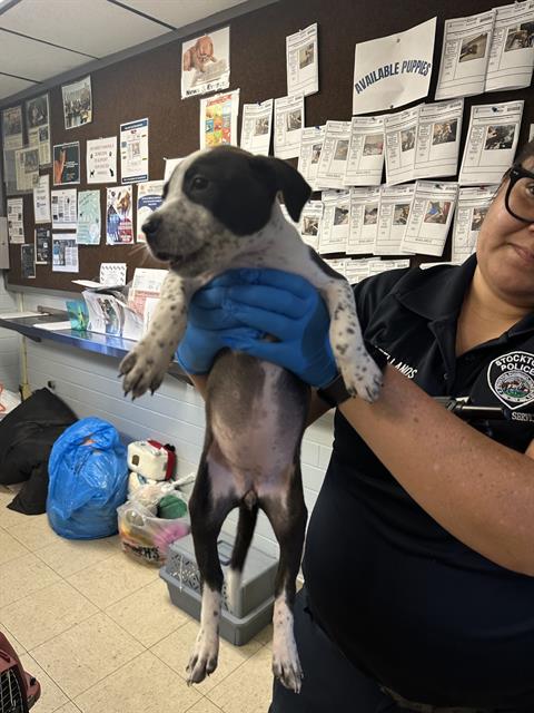 A347610 - Pit Bull Terrier available for adoption