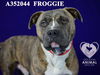 adoptable Dog in stockton, CA named FROGGIE