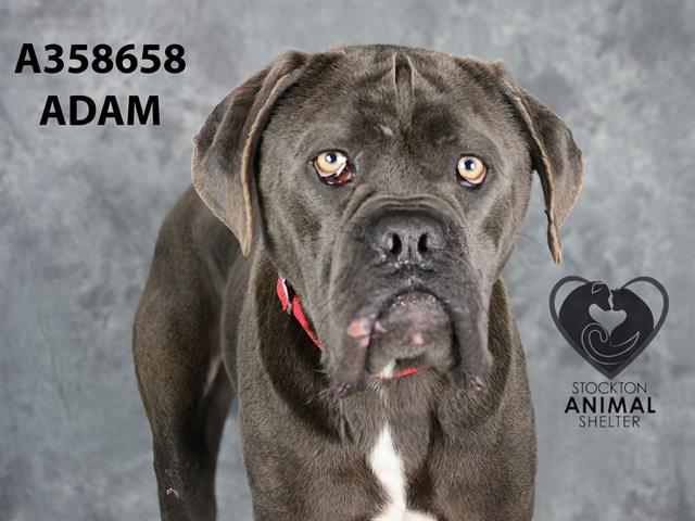 adoptable Dog in Stockton, CA named ADAM