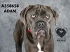 adoptable Dog in Stockton, CA named ADAM