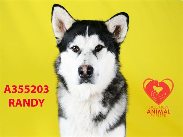 adoptable Dog in Stockton, CA named RANDY