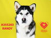 adoptable Dog in stockton, CA named RANDY