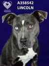 adoptable Dog in Stockton, CA named LINCOLN