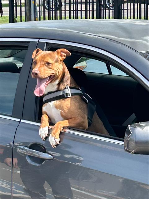 PENNY - Pit Bull Terrier available for adoption