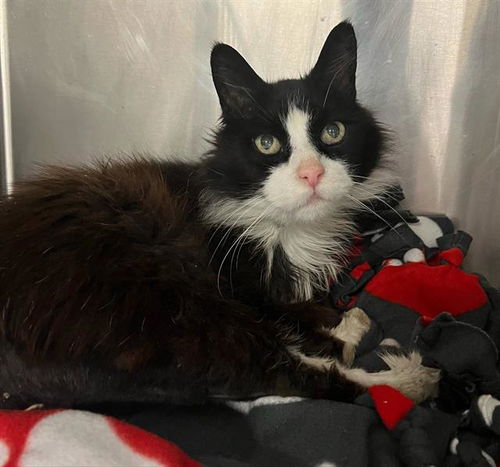 picture of the cat needing adoption