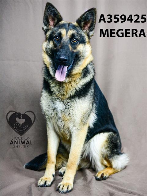 adoptable Dog in Stockton, CA named MEGERA