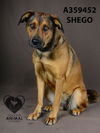 adoptable Dog in stockton, CA named SHEGO