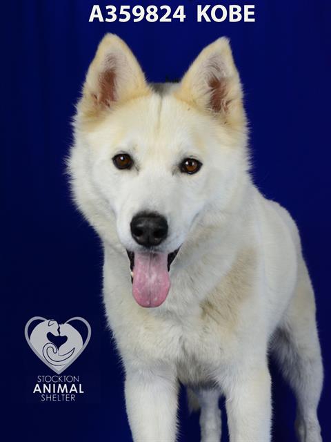 adoptable Dog in Stockton, CA named KOBE