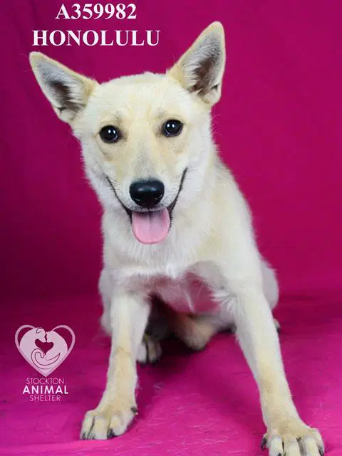 Honolulu - German Shepherd Dog