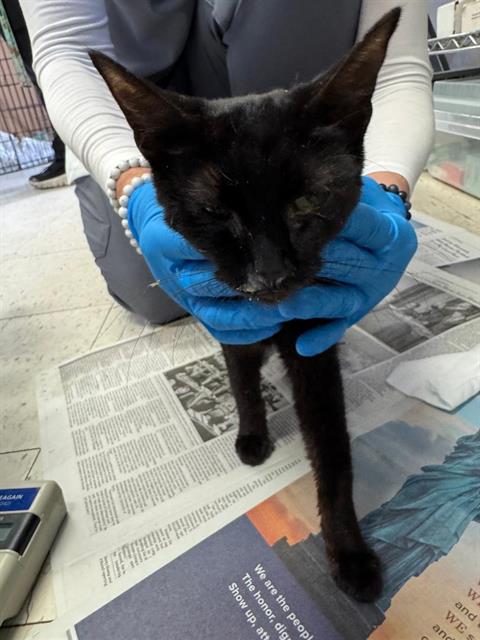 picture of the cat needing adoption