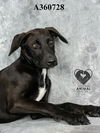 adoptable Dog in  named ALPACA