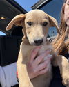 adoptable Dog in stockton, CA named BOVIDAE