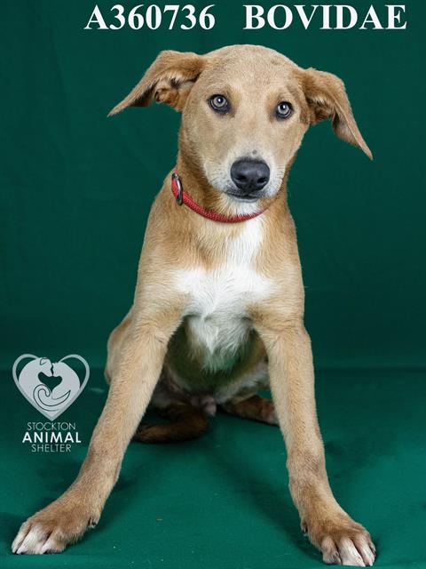 adoptable Dog in Stockton, CA named BOVIDAE