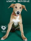 adoptable Dog in Stockton, CA named BOVIDAE
