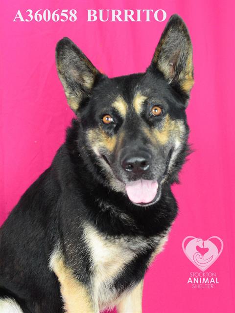 adoptable Dog in Stockton, CA named BURRITO