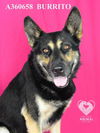 adoptable Dog in Stockton, CA named BURRITO