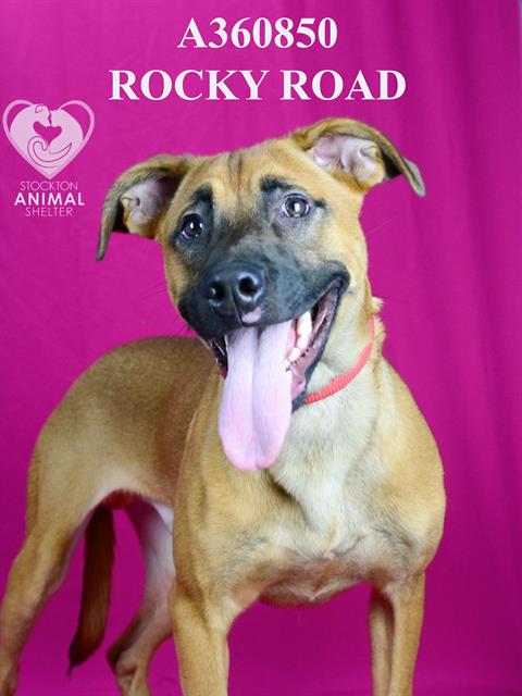 adoptable Dog in Stockton, CA named ROCKY ROAD