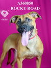 adoptable Dog in stockton, CA named ROCKY ROAD