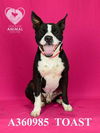 adoptable Dog in stockton, CA named TOAST