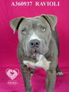 adoptable Dog in stockton, CA named RAVIOLI