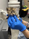 adoptable Cat in stockton, CA named FARRAH