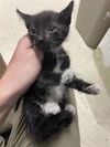 adoptable Cat in stockton, CA named CRUELLA
