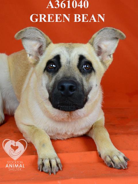 adoptable Dog in Stockton, CA named GREEN BEAN