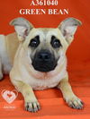 adoptable Dog in Stockton, CA named GREEN BEAN