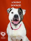 adoptable Dog in stockton, CA named SOOKIE