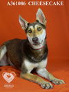 adoptable Dog in  named CHEESECAKE