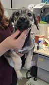 adoptable Dog in Stockton, CA named KARAT