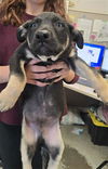 adoptable Dog in stockton, CA named COIN