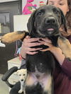 adoptable Dog in Stockton, CA named CASH