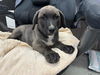 adoptable Dog in stockton, CA named SMOKEY
