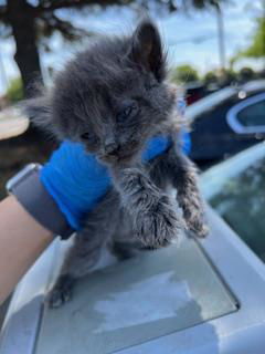adoptable Cat in Stockton, CA named PANSY