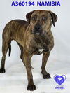 adoptable Dog in stockton, CA named NAMIBIA