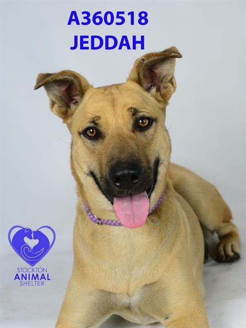 adoptable Dog in Stockton, CA named ZADY