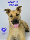 adoptable Dog in stockton, CA named ZADY