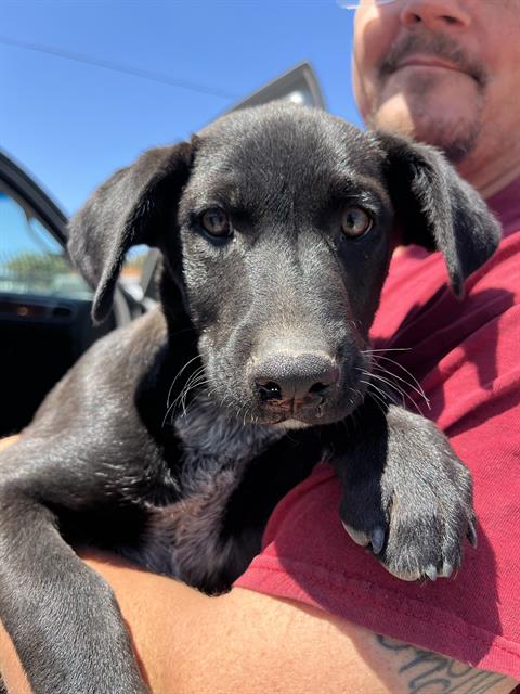 adoptable Dog in Stockton, CA named BISON