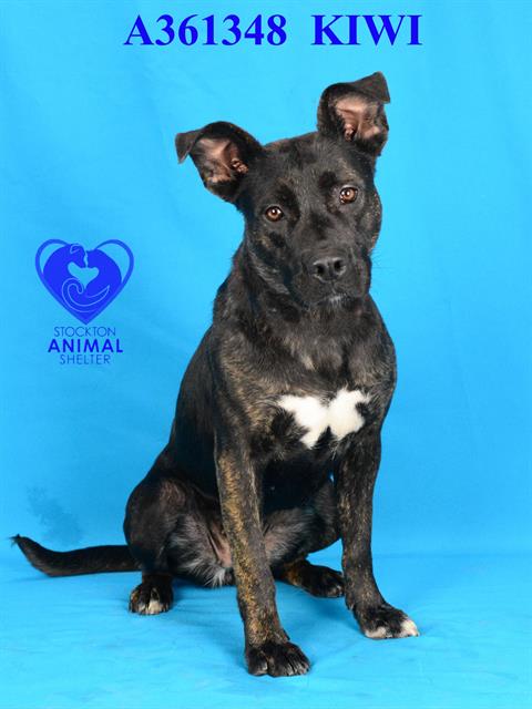 adoptable Dog in Stockton, CA named KIWI