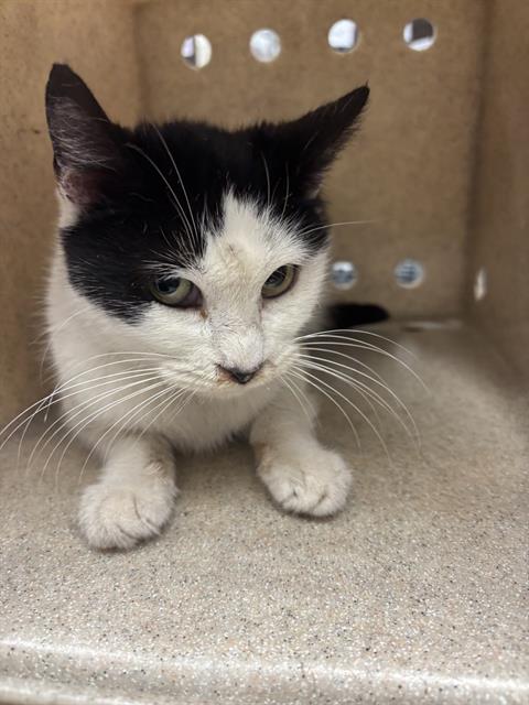 adoptable Cat in Stockton, CA named CHELSEA