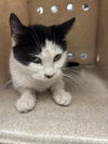 adoptable Cat in Stockton, CA named CHELSEA