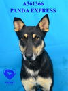 adoptable Dog in stockton, CA named PANDA EXPRESS