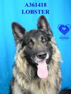 adoptable Dog in Stockton, CA named LOBSTER
